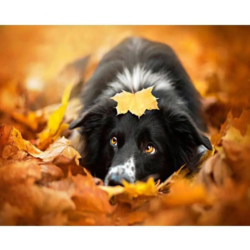 A Dog In Autumn Paint By Numbers Kit