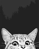 A White Head Cat Paint By Numbers Kit