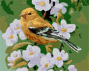 Bird and White Flower Paint By Numbers Kit