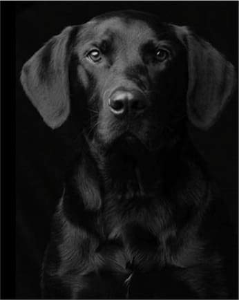 Black Dog Portrait Paint By Numbers Kit