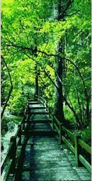 Corridor Trees Paint By Numbers Kit