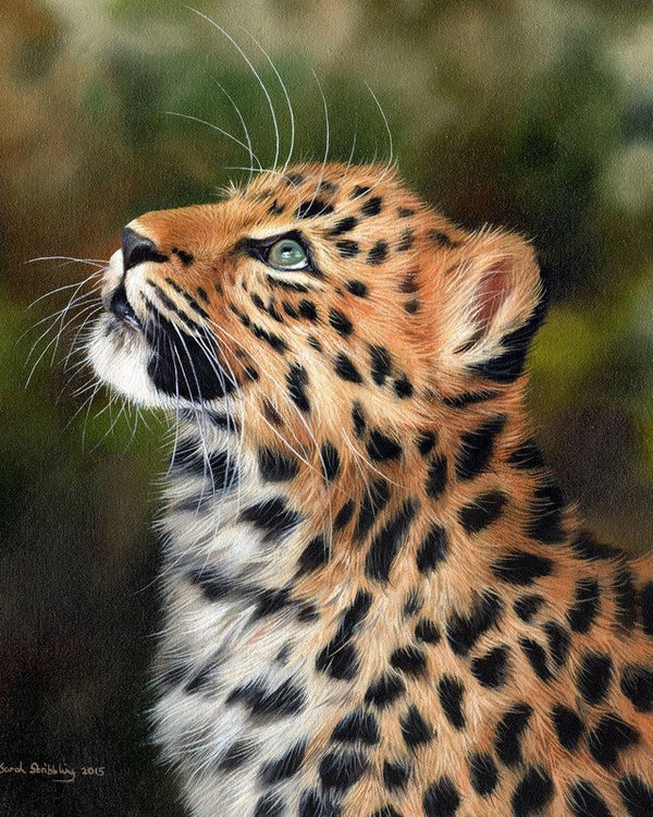 Curious leopard Paint By Numbers Kit