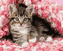 Cute Cat Paint By Numbers Kit