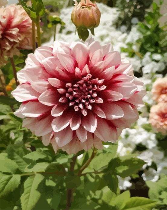 Dahlia Flower Paint By Numbers Kit