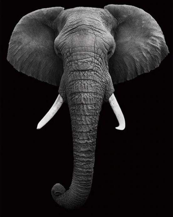 Elephant White And Black Paint By Numbers Kit