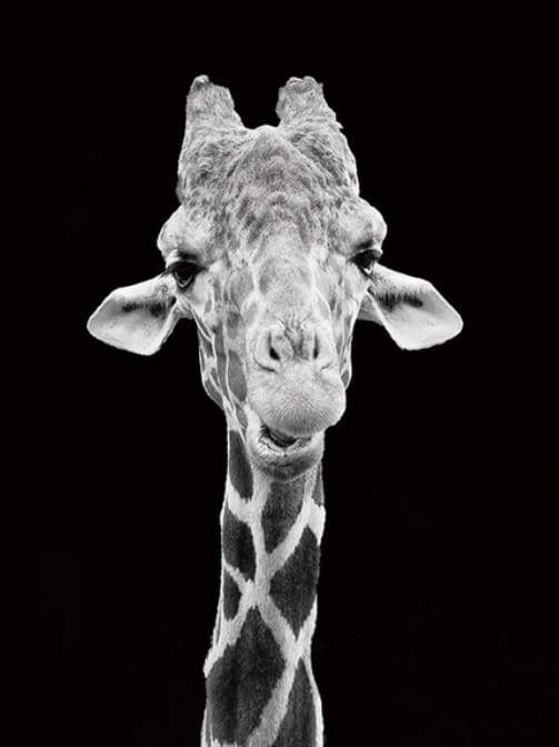 Giraffe Black And White Portrait Paint By Numbers Kit