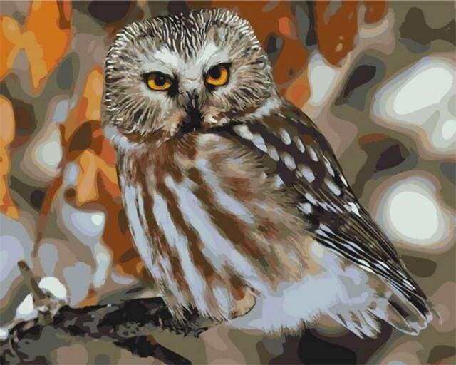 Gray Owl Paint By Numbers Kit