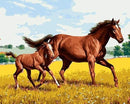 Horse and Foal in the field Paint By Numbers Kit