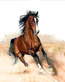 Horse in full swing Paint By Numbers Kit