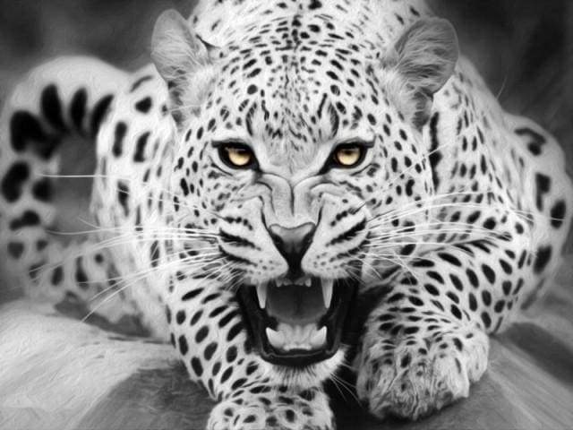 Leopard Black And White Paint By Numbers Kit