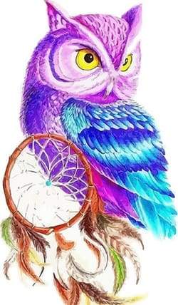 Owl in Color Paint By Numbers Kit