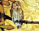 Pretty owl Paint By Numbers Kit