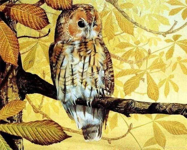 Pretty owl Paint By Numbers Kit