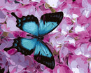 Purple Flower and Butterfly Paint By Numbers Kit