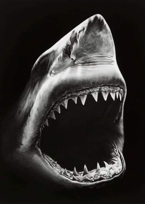 Shark Black And White Paint By Numbers Kit