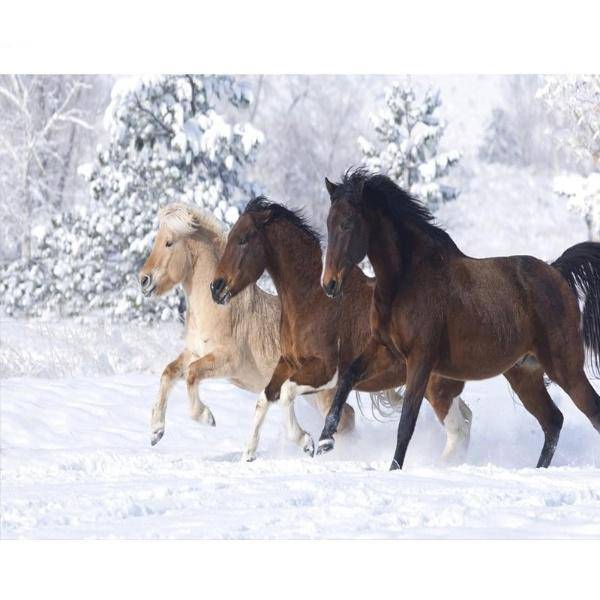Three Horses In The Snow Paint By Numbers Kit