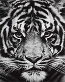 Tiger Head Black And White Paint By Numbers Kit
