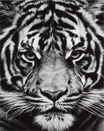 Tiger Head Black And White Paint By Numbers Kit