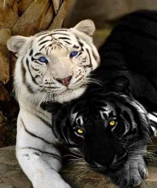 Tigers White And Black Paint By Numbers Kit