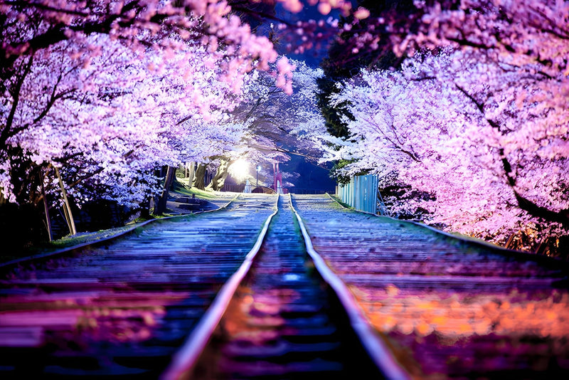 Train Line and Japanese Cherry Blossom Flowers Paint By Numbers Kit
