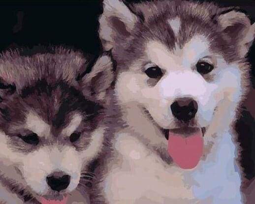 Two Puppies Paint By Numbers Kit