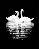 White Swans in the Night Paint By Numbers Kit