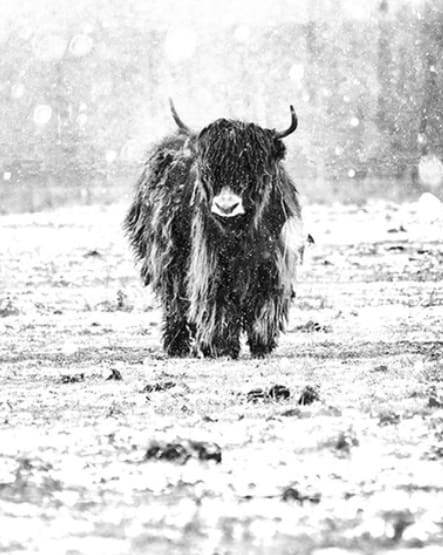 Yak and Winter Snow Paint By Numbers Kit