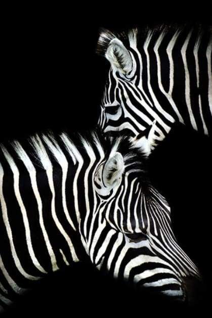 Zebra White And Black Paint By Numbers Kit